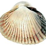 Coquille (définition)